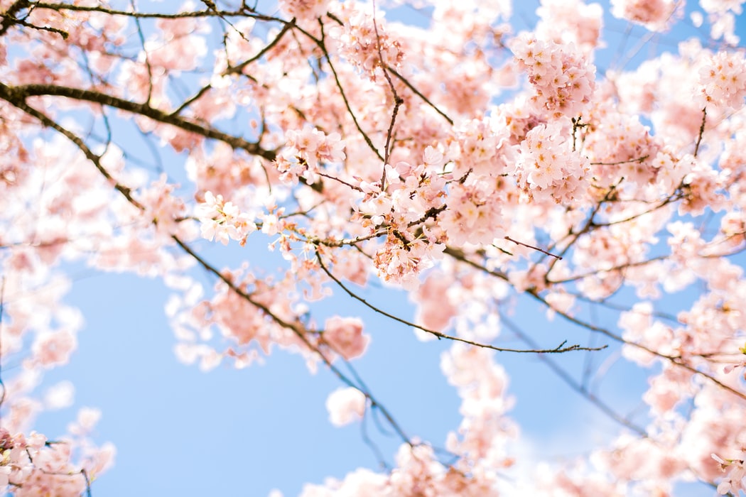 「千本桜」とは