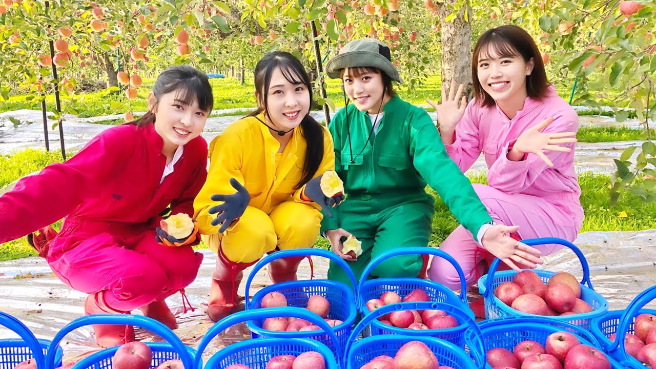 サンふじを収穫しました!!『RINGOMUSUMEの産地直送 日本最高!!』 - YouTube